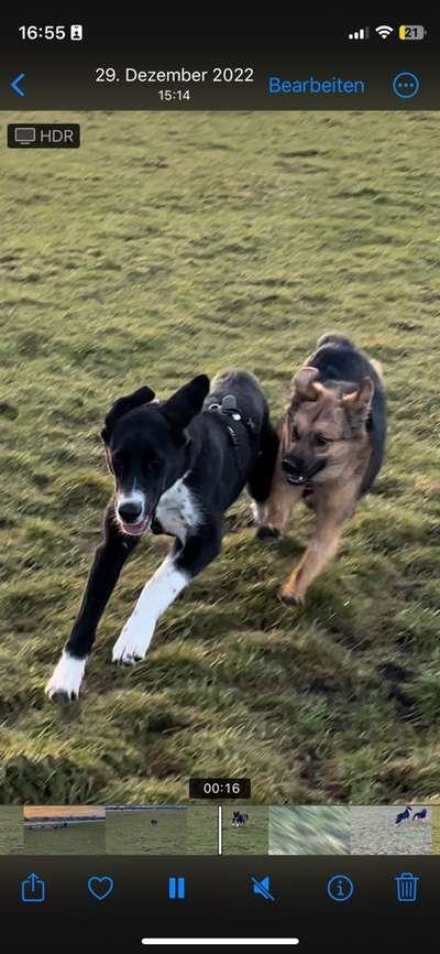 Fotowettbewerb : Hundekommunikation-Beitrag-Bild