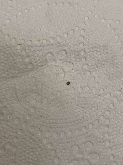 Kleine dunkle Viecher am Ohrrand-Beitrag-Bild