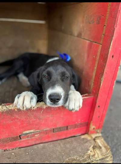 Welpen Bilder !-Beitrag-Bild