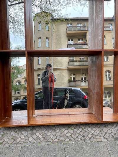 Dogorama Photo Challenge - Spieglein Spieglein . . .-Beitrag-Bild