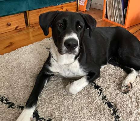 Zentralasiatischer Owtscharka-Beitrag-Bild