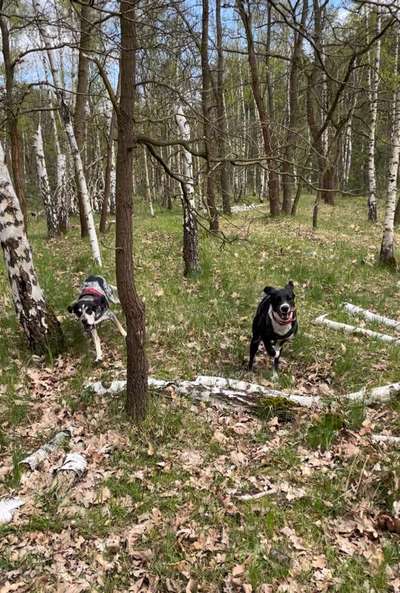 Foto -Challenge  Thema : Dein Hund Im Wald-Beitrag-Bild