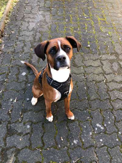 Dogorama Photo Challenge - Der Frühling kommt-Beitrag-Bild