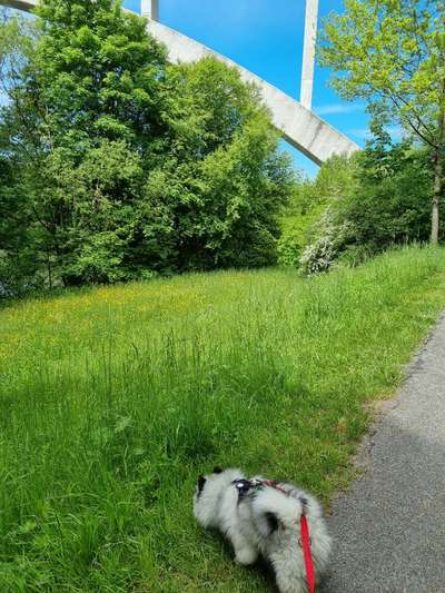 Hundeauslaufgebiet-Froschgrundsee-Bild