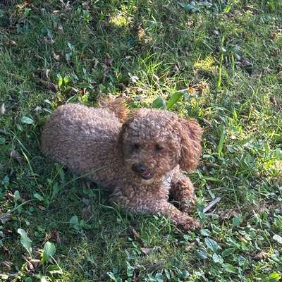 Hundetreffen-Apollo sucht Freund:in zum Spazierengehen und Spielen-Bild