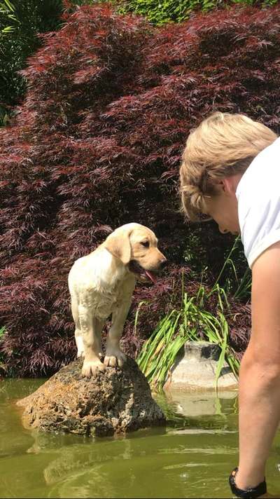 Foto's und Hundemodels-Beitrag-Bild