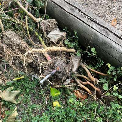 Giftköder-Gebrauchte Spritzen in Gestrüpp-Bild