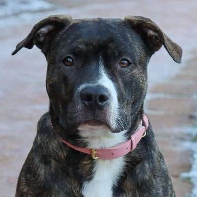 Hundetreffen-Suche Freunde für sema-Bild