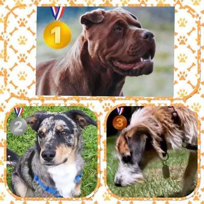 17. Handyfoto – Challenge-Beitrag-Bild