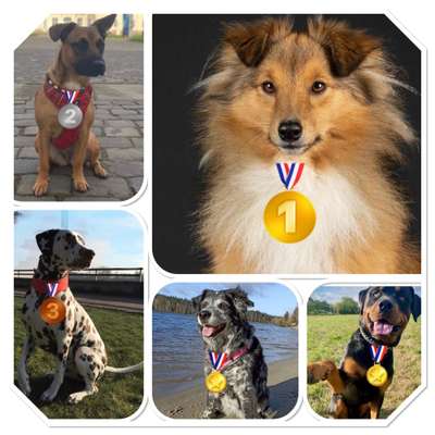 11. Collagen-Challenge
Dein*e Hund*e in verschiedenen Lebensphasen-Beitrag-Bild