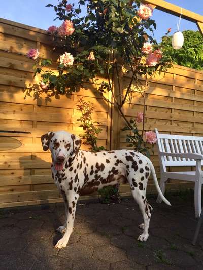 20. Farben Fotochallenge: Gold / Goldgelb / Stohgelb-Beitrag-Bild