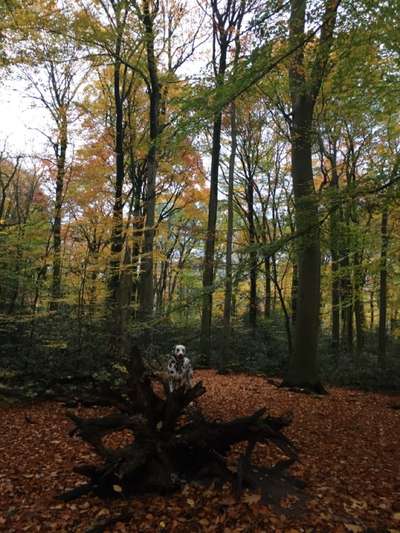 Dogorama Photo Challenge - Märchenwald-Beitrag-Bild