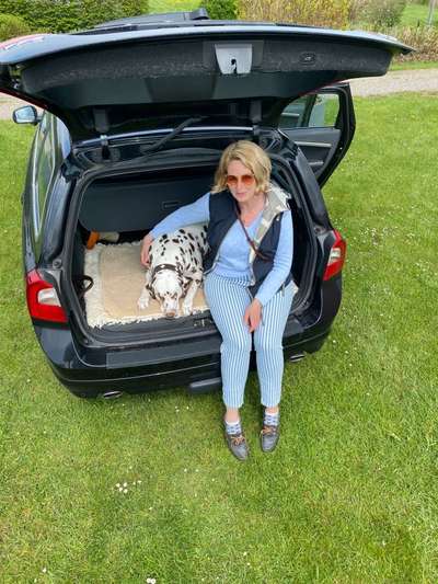 FOTOCHALLENGE 70 - Dein Hund im Auto-Beitrag-Bild