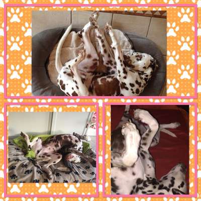 Hands,äh Pfoten up in the Air-Beitrag-Bild