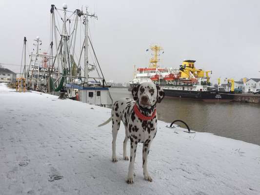 Dogorama Photo Challenge - Winterstimmung-Beitrag-Bild