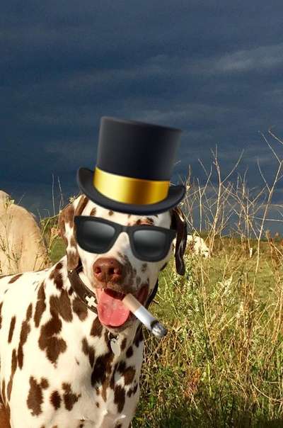 Dogorama Photo Challenge - Versteckspiel-Beitrag-Bild