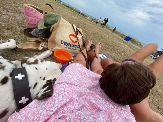 85. Foto Challenge : Schosshund-Beitrag-Bild