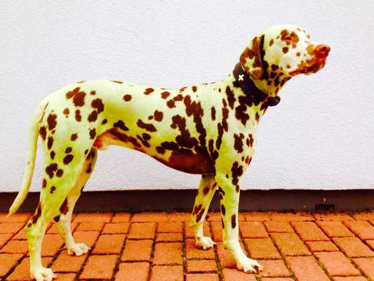 FOTOCHALLENGE 72 - Glücklicher Hund im Schmuddel-Look-Beitrag-Bild