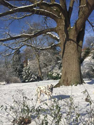 Foto Challenge Nr.: 114
Hunde im Schnee-Beitrag-Bild