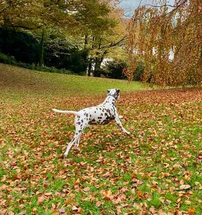 Fotochallenge 66 ~ Rennaction -Zeig deinen Hund im Lauf-Beitrag-Bild