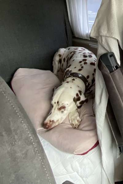 Foto Challenge Thema "Hunde im Auto"-Beitrag-Bild