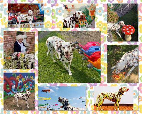 16. Collagen-Challenge  "Dein Hund ganz bunt - bring Farbe ins Spiel"-Beitrag-Bild