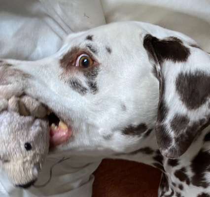 Fotowettbewerb ,,mein gruseliger Hund"-Beitrag-Bild