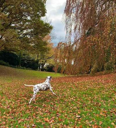 Fotochallenge 87: Im Park-Beitrag-Bild