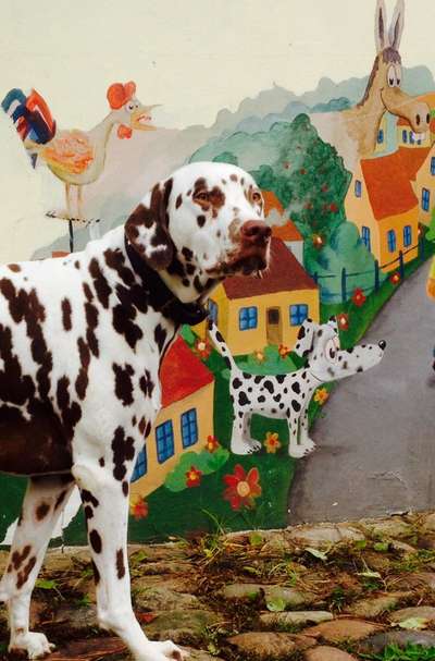 Fotochallenge Nr 96.: Bunt, Bunter, Hund 💐🌹🍁-Beitrag-Bild