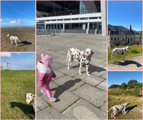 43. Collage Challenge - Schattenspiele-Beitrag-Bild