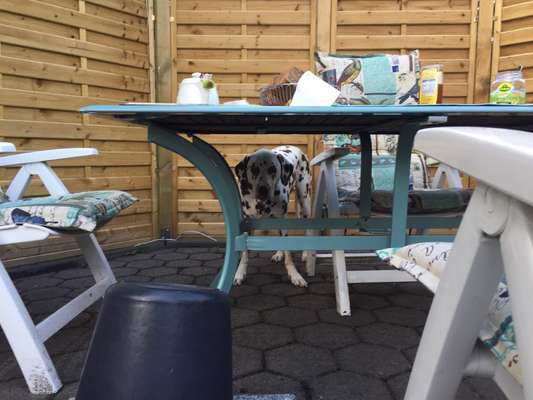 Dogorama Photo Challenge - Durchblick-Beitrag-Bild