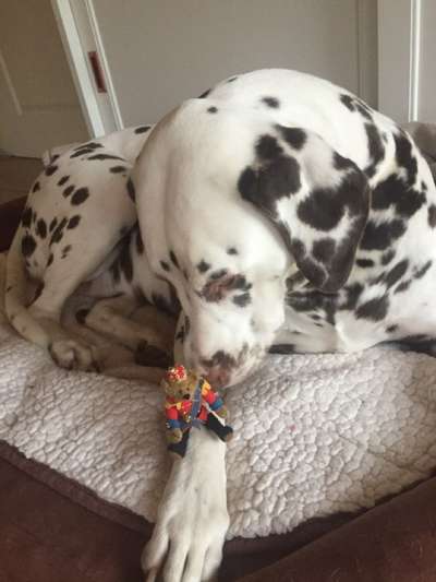 19. Handy - Foto - Challenge-Beitrag-Bild