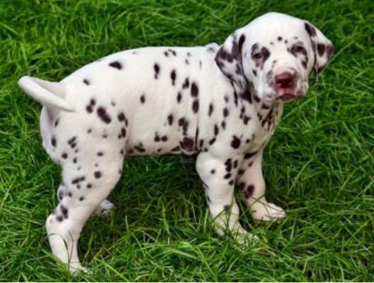 Welpen Bilder !-Beitrag-Bild