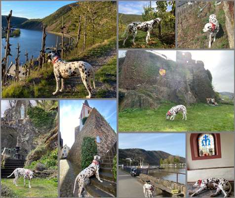 29. Collagen Challenge - Wandern mit Hund-Beitrag-Bild