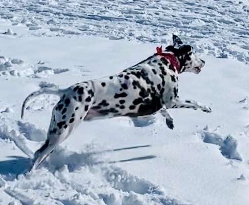 61. Handyfotochallenge - der springende Hund-Beitrag-Bild