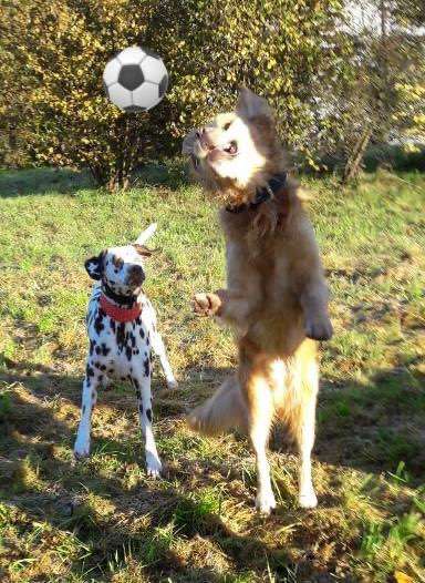 FOTO CHALLENGE 77 - Dein Hund im Spiel-Beitrag-Bild