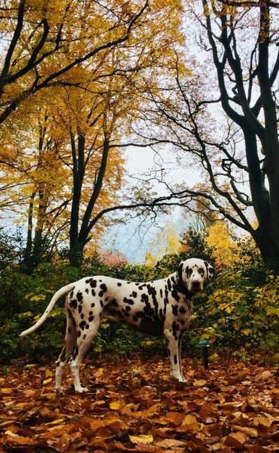 Foto -Challenge  Thema : Dein Hund Im Wald-Beitrag-Bild