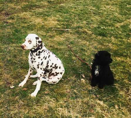 Foto-Challenge: Der schmollende Hund-Beitrag-Bild