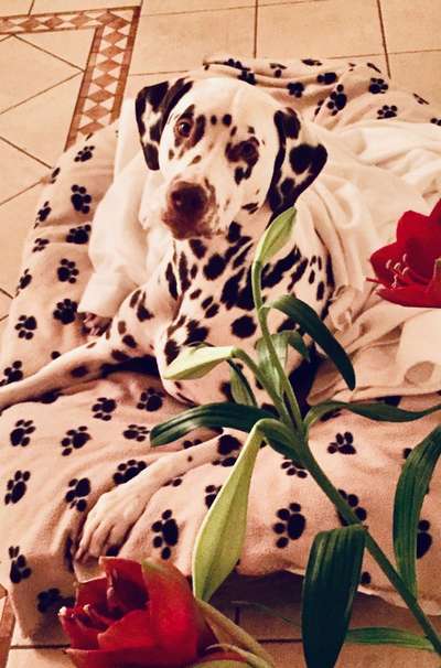 Dogorama Photo Challenge - Hundeblick zum hinschmelzen-Beitrag-Bild