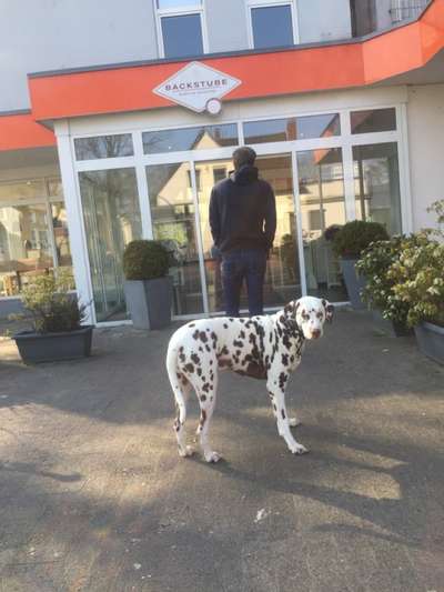 Gespräche zwischen Hund und Halter-Beitrag-Bild