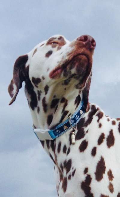 Fotochallange nr. 106
Der geschmückte Hund.-Beitrag-Bild