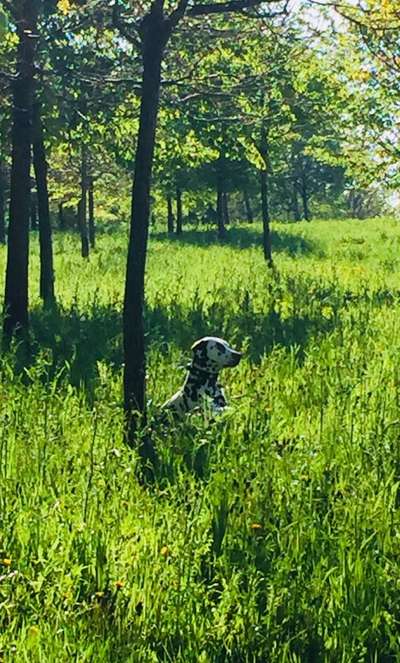 5. Hund im hohen Gras-Beitrag-Bild