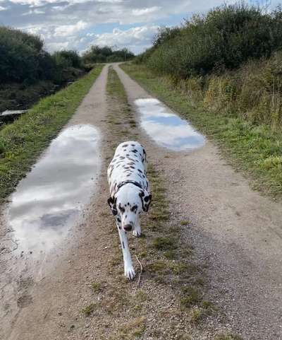 Fotochallenge Nr. 125

Kleine und große Pfützen auf Eurer Gassirunde-Beitrag-Bild