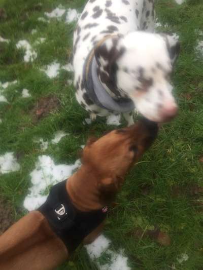 Aussies/Dalmatiner in der Nähe?-Beitrag-Bild