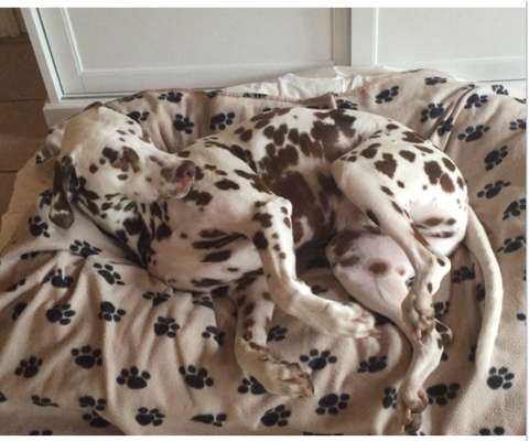 62. Handyfotochallenge
"Schlafende Hunde soll man nicht wecken" - zeigt eure Hunde beim Aufwachen-Beitrag-Bild
