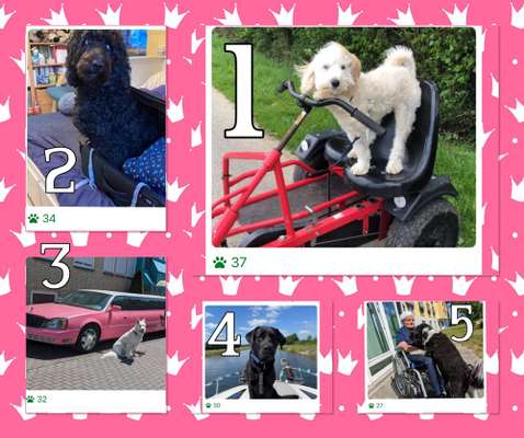 141. FOTO CHALLENGE 
Reisende soll man nicht aufhalten-Beitrag-Bild