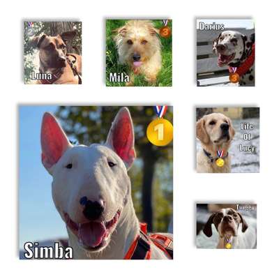 Video-Challange Nr. 9
Der unsinnige Hund-Beitrag-Bild