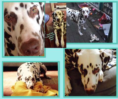 35.Collagen Challenge:„Bettelblick"-Beitrag-Bild