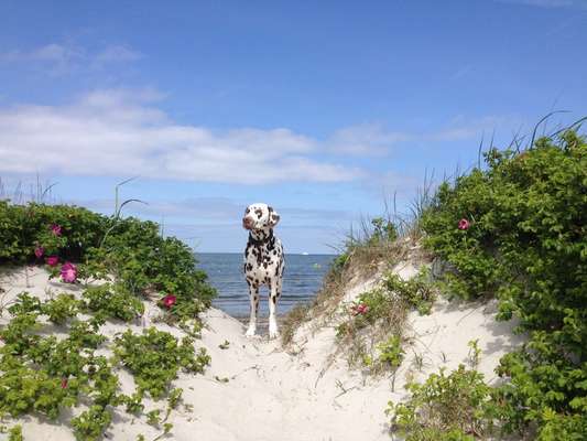 Handy Fotochallenge Nr. 52: Dein Hund mit blauem Himmel-Beitrag-Bild