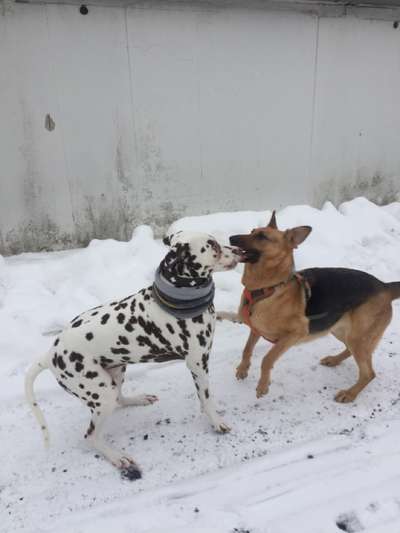 Aussies/Dalmatiner in der Nähe?-Beitrag-Bild